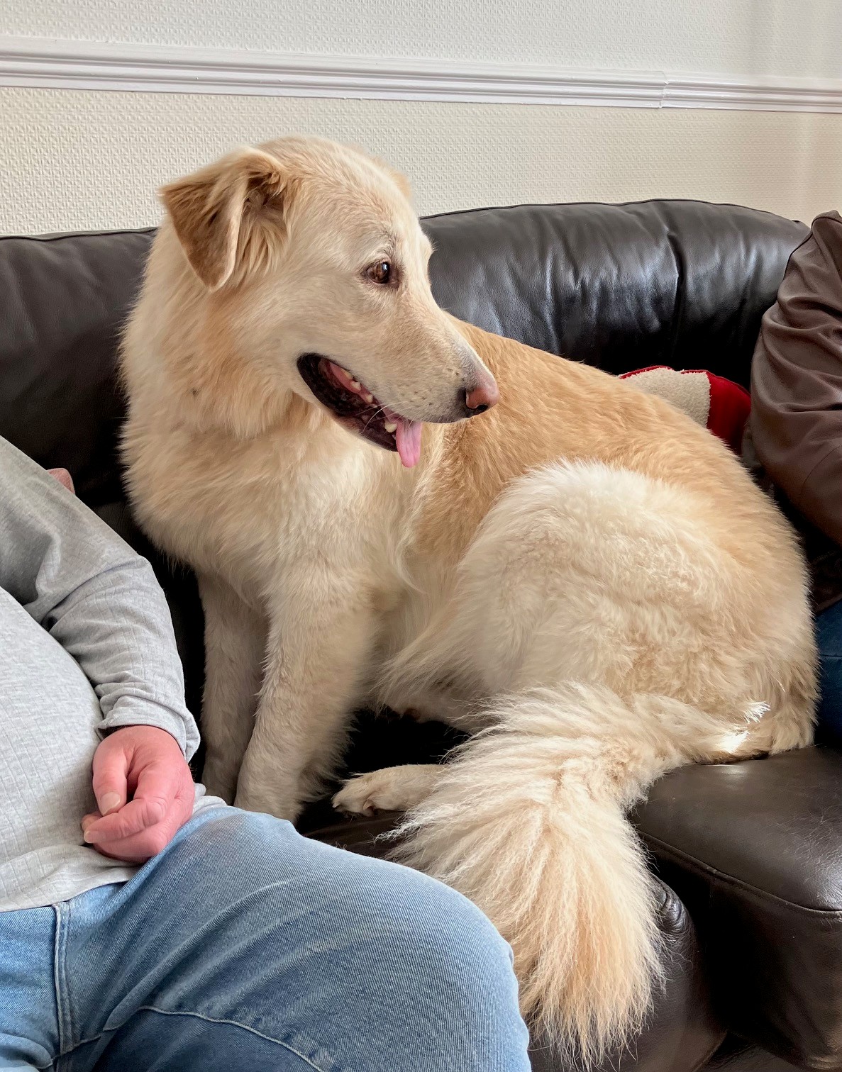 Barney, a 5 years old male German Shepherd available for adoption from German Shepherd Dog Rescue in South East