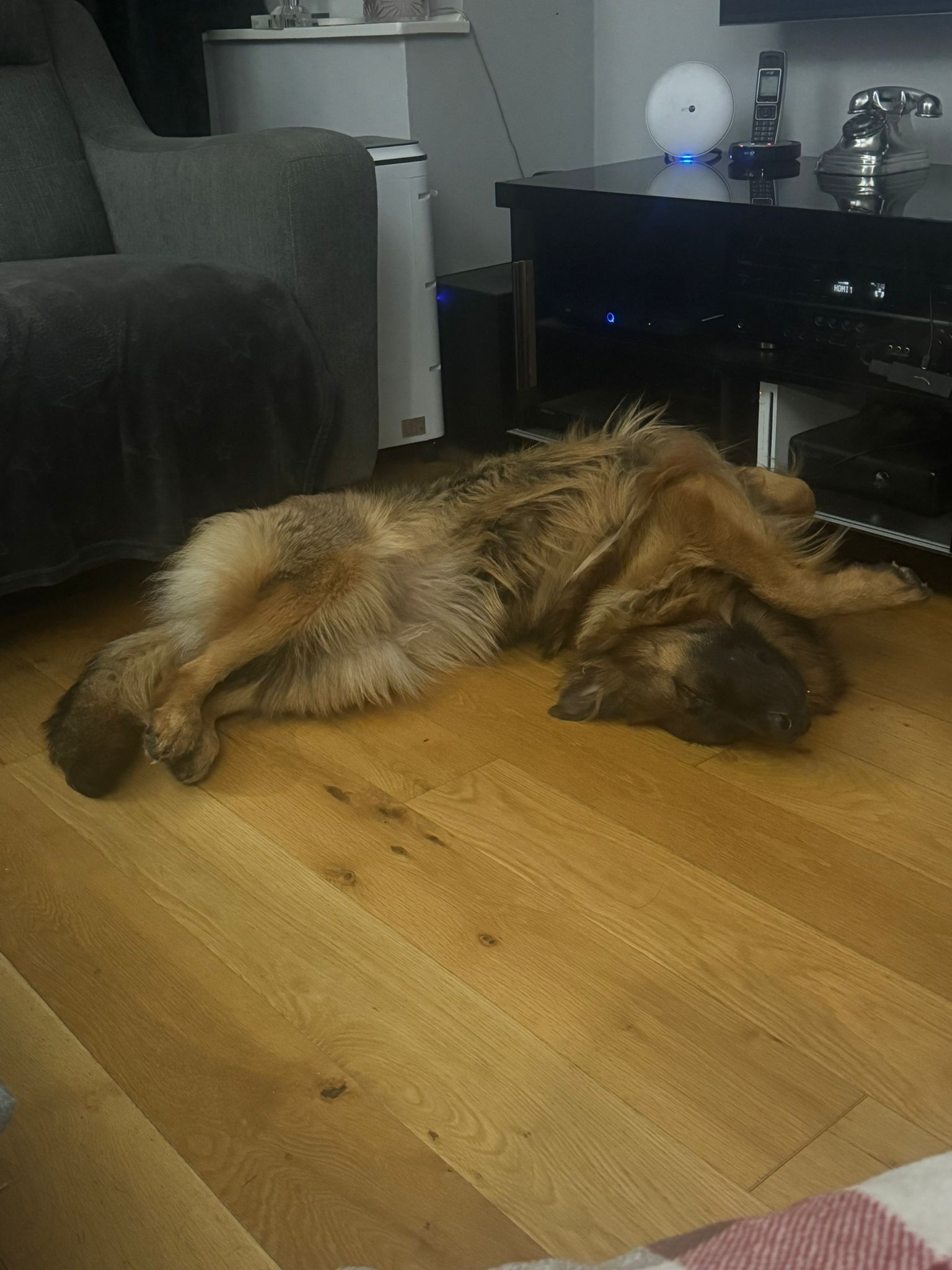 Cassie, a Unknown old female German Shepherd available for adoption from German Shepherd Dog Rescue in the UK