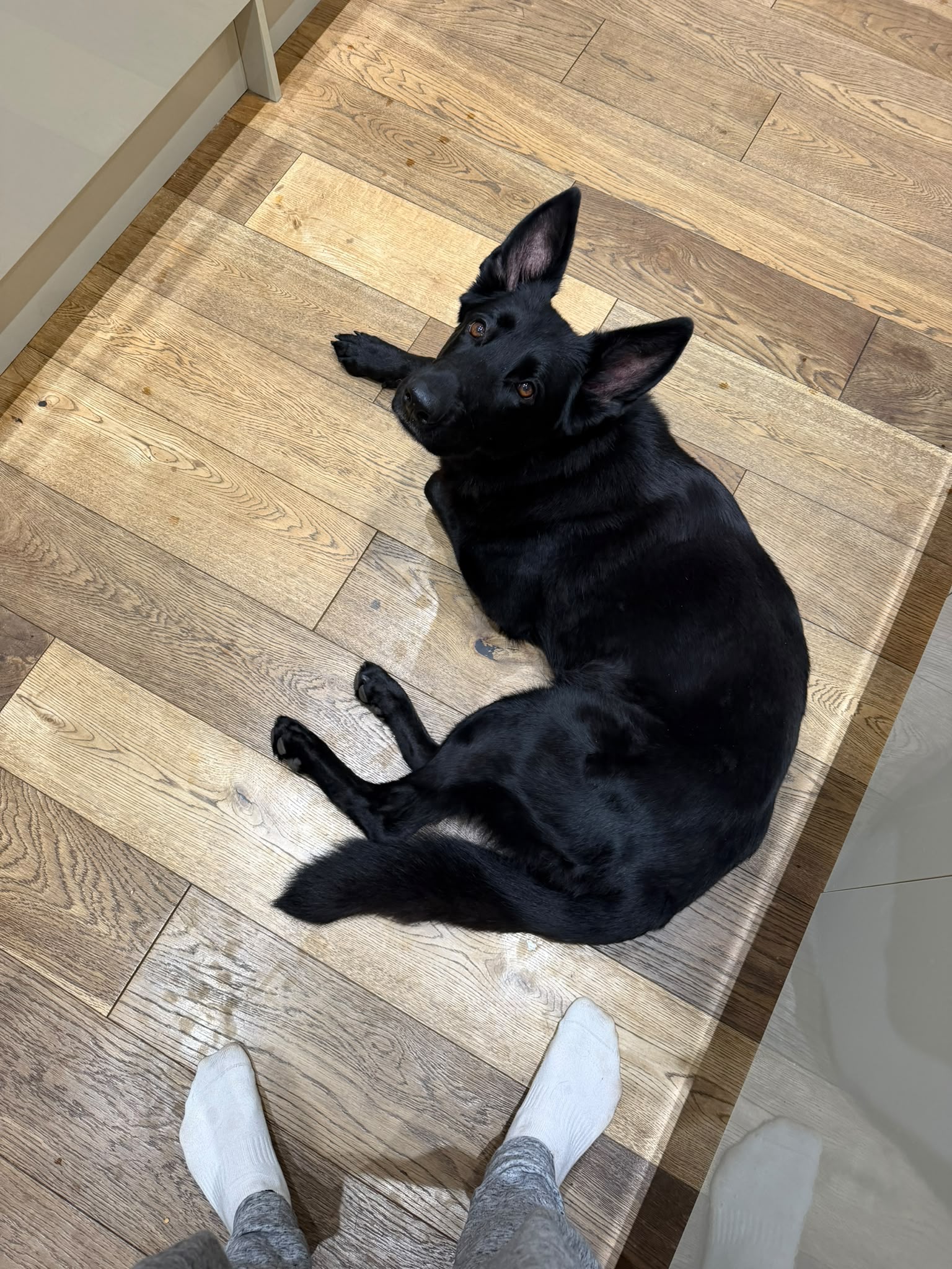 Nala, a 4 years old female German Shepherd available for adoption from German Shepherd Dog Rescue in South East