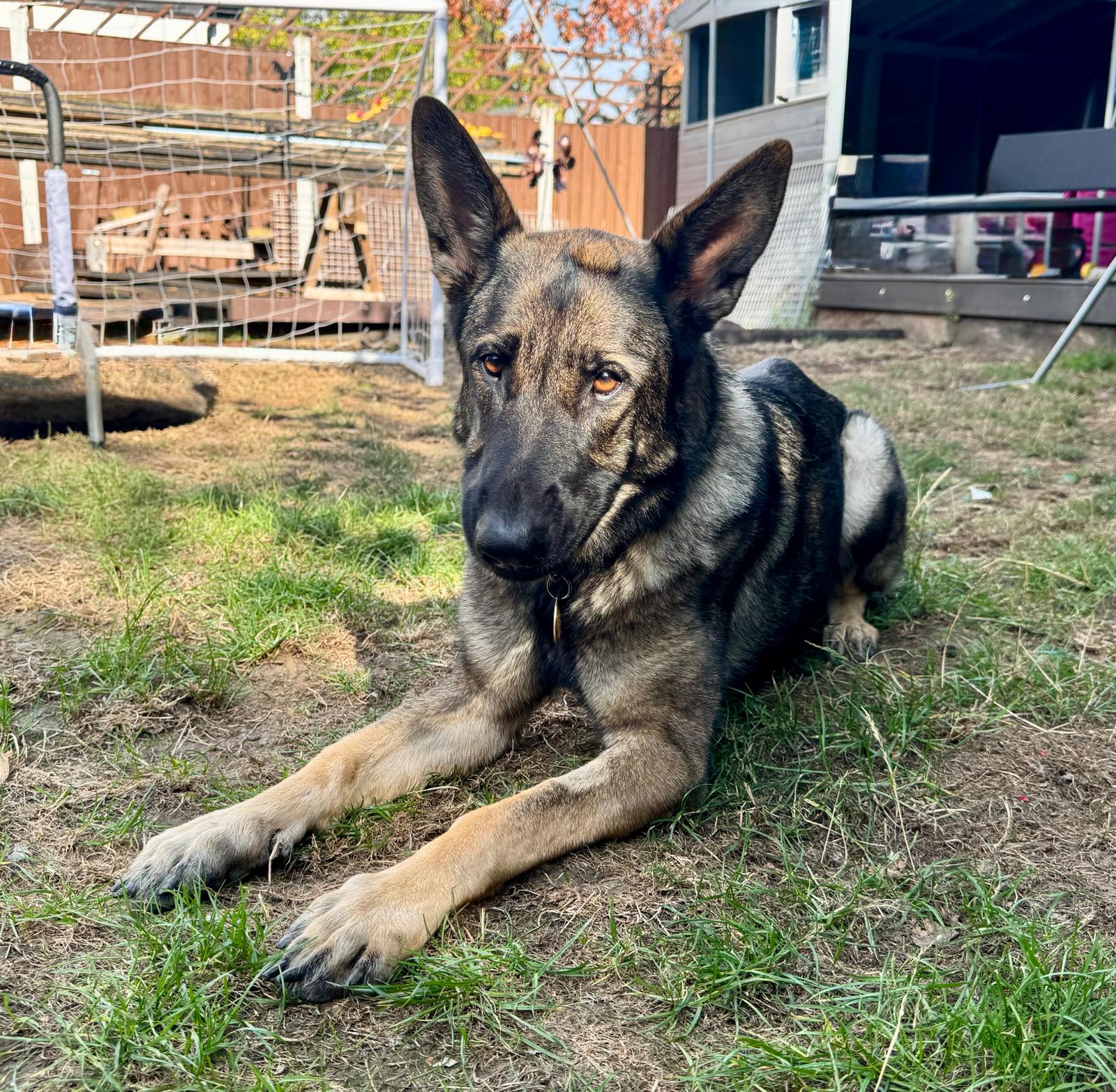 Remy, a 3 years old female German Shepherd available for adoption from German Shepherd Dog Rescue in South East