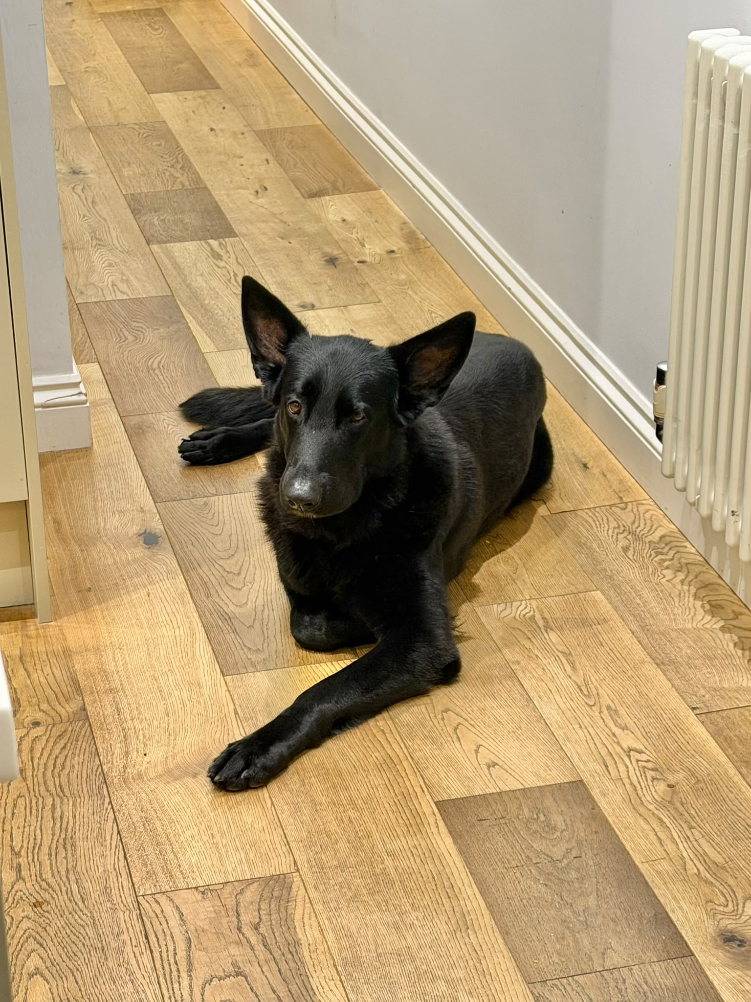 Nala, a 4 years old female German Shepherd available for adoption from German Shepherd Dog Rescue in South East