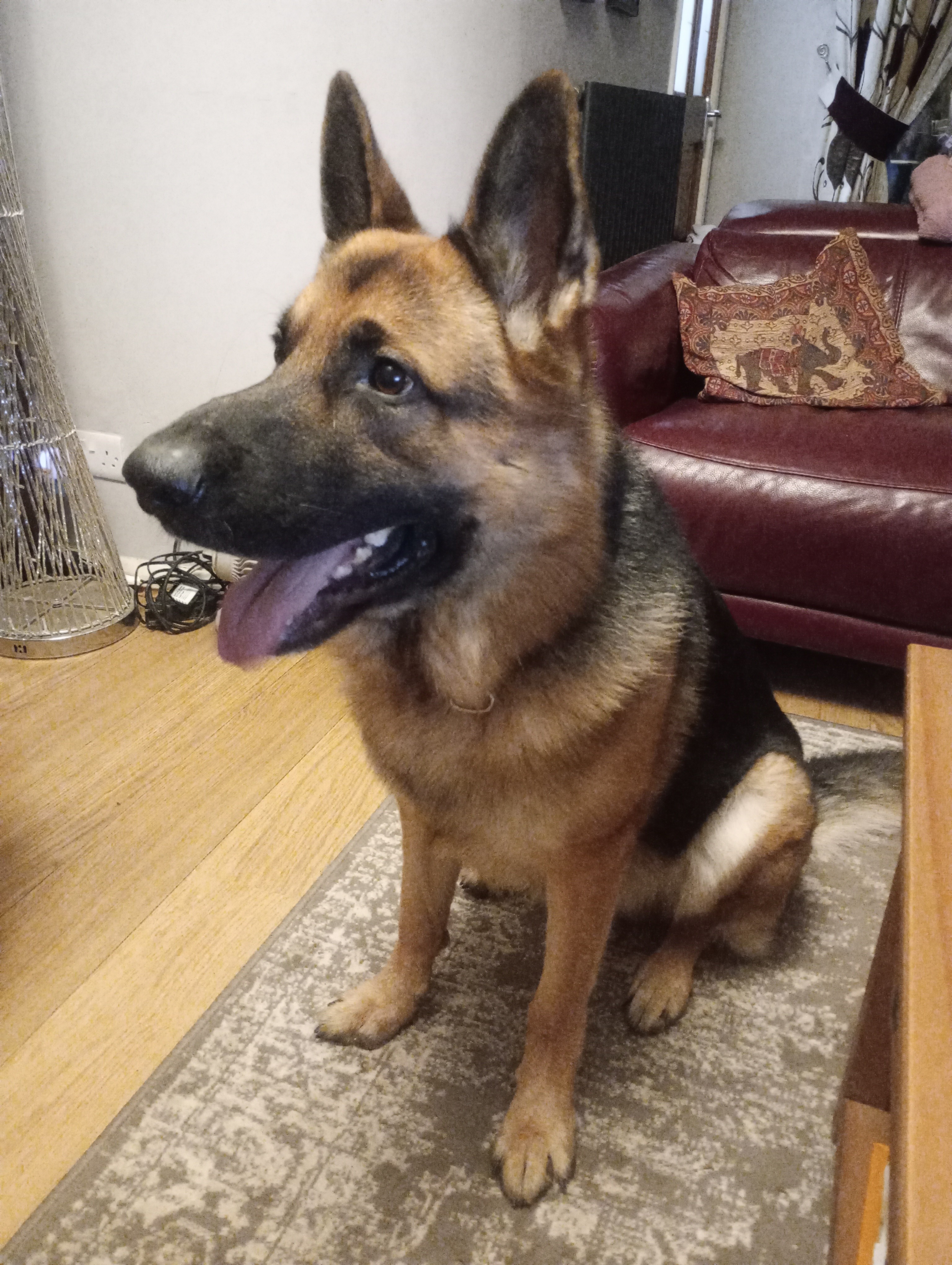Billy, a 2 years old male German Shepherd available for adoption from German Shepherd Dog Rescue in South East