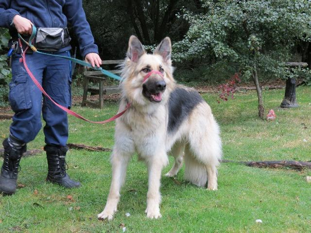 Maximus at RSPCA Leicester