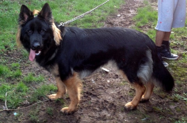 Kaloo - West Midlands
