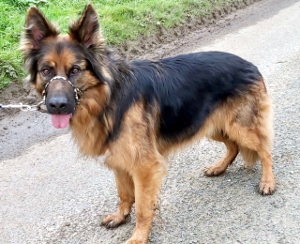 Vinnie in Norfolk