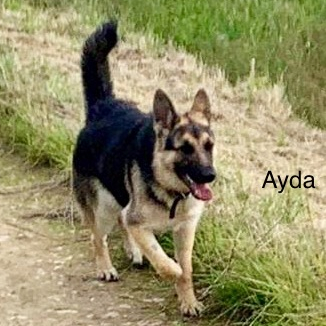 Ayda in Lincolnshire