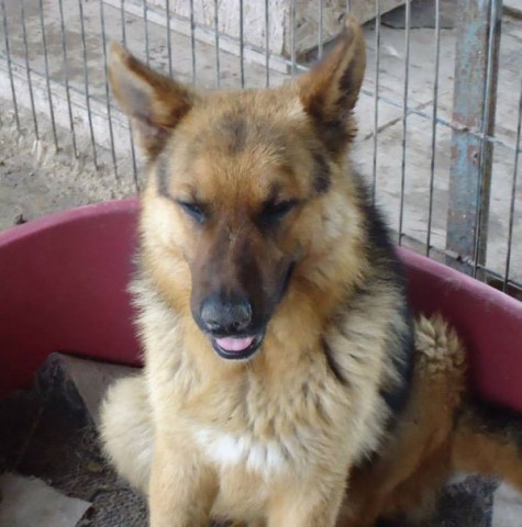 Rin Tin Tin (Rinty) - Hereford