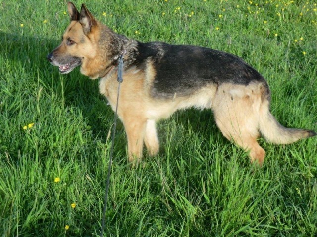 Max - Evesham Max - Evesham