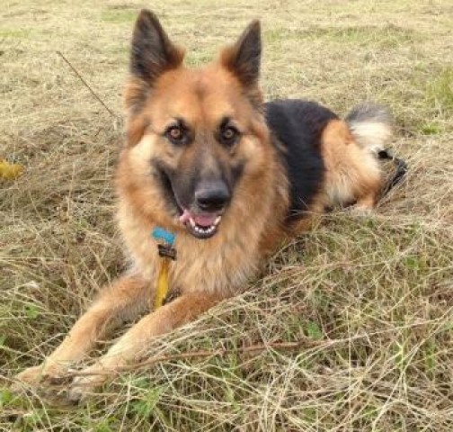 Barney - Cambridgeshire