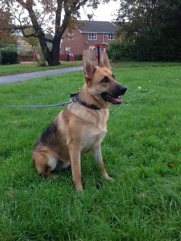 MAX - SURREY