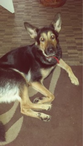Frankie - South Yorkshire