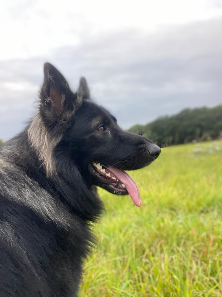 Brodie-Norfolk