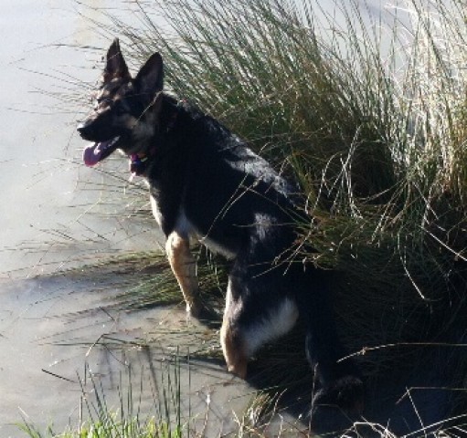 Benji - Cambridgeshire