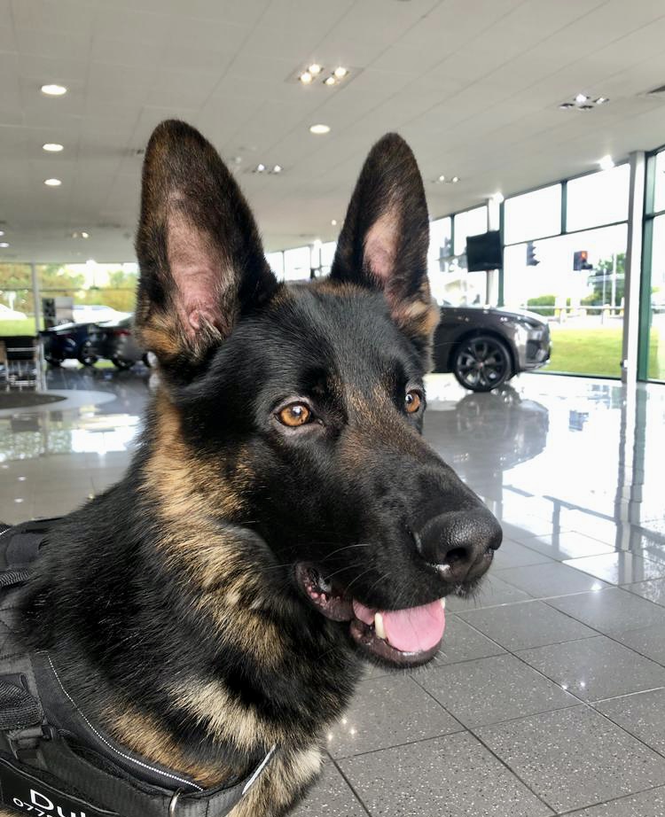 Duke - West Yorkshire