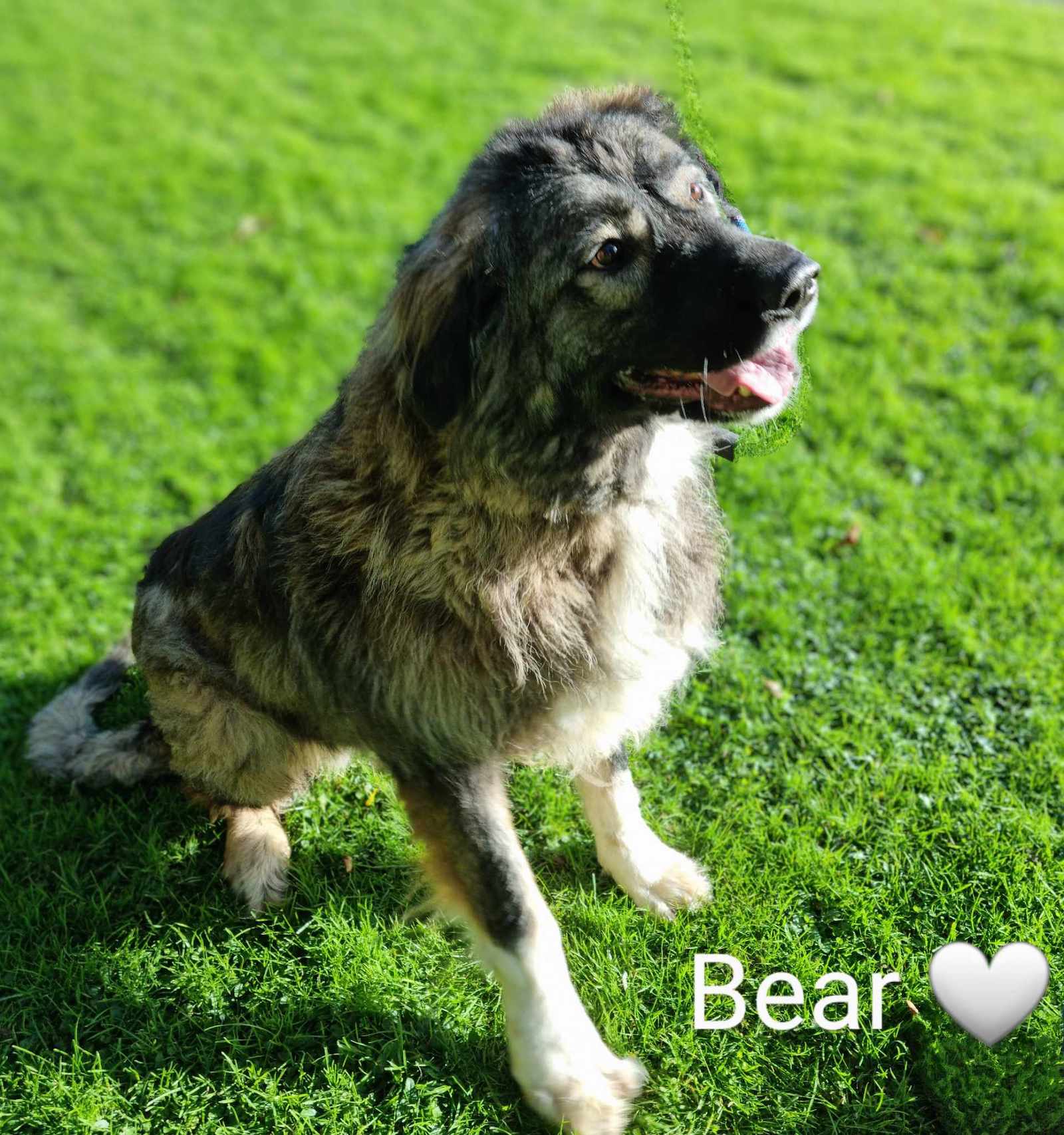 Bear  – South Lincolnshire (Caucasian Shepherd)