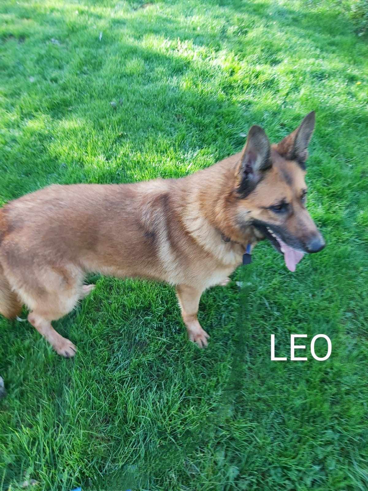 Leo-LINCOLNSHIRE