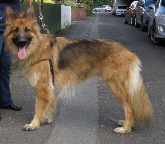 SEBASTIAN - HAMPSHIRE