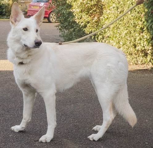 AVA - ESSEX