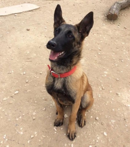 belgian shepherd for adoption