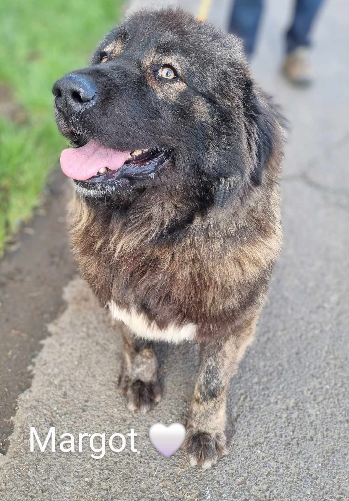 MARGOT-South Lincolnshire