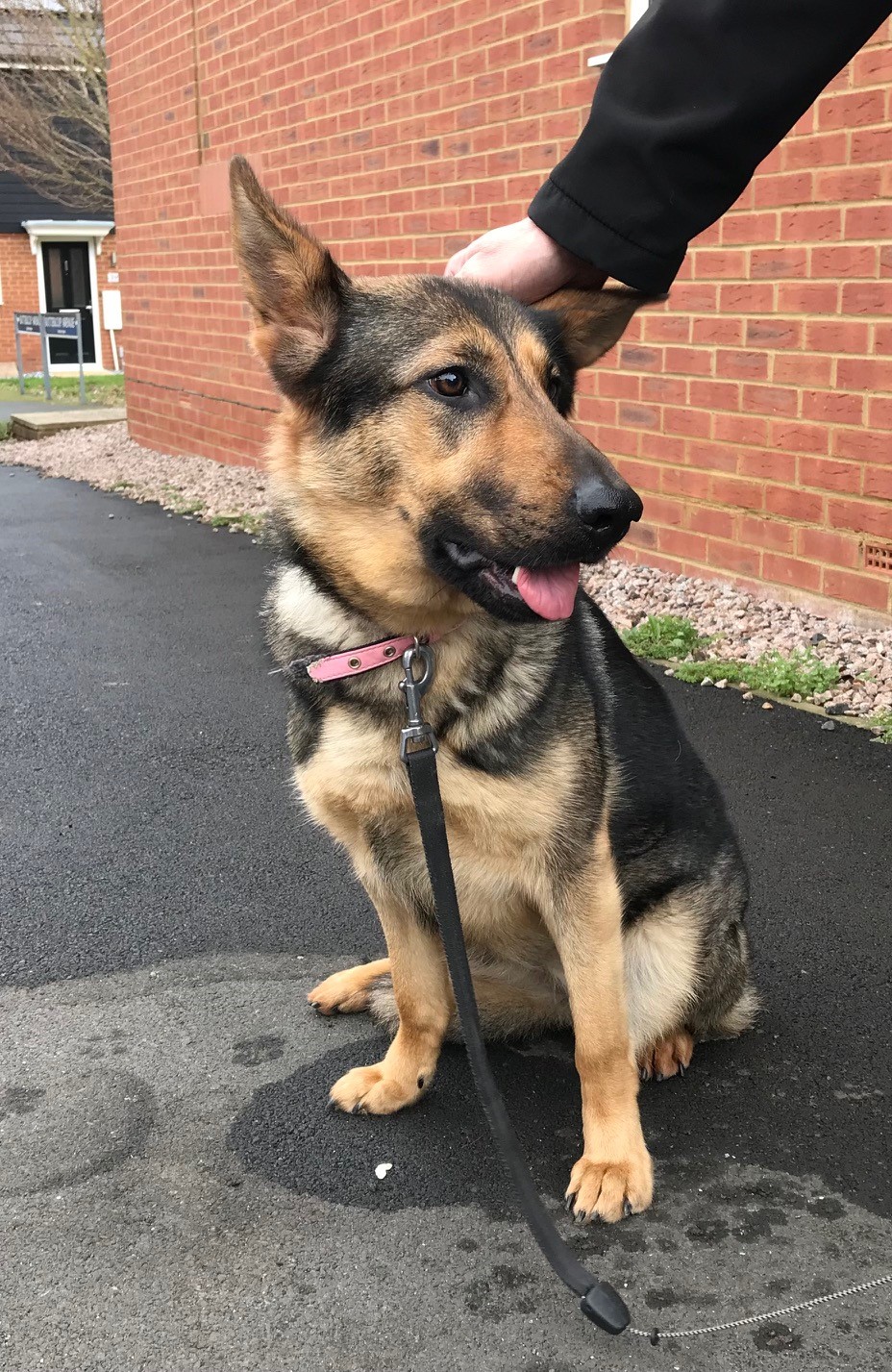 URGENT! German Shepherd Dog Roxy in Kent @ GERMAN SHEPHERD DOG RESCUE ...