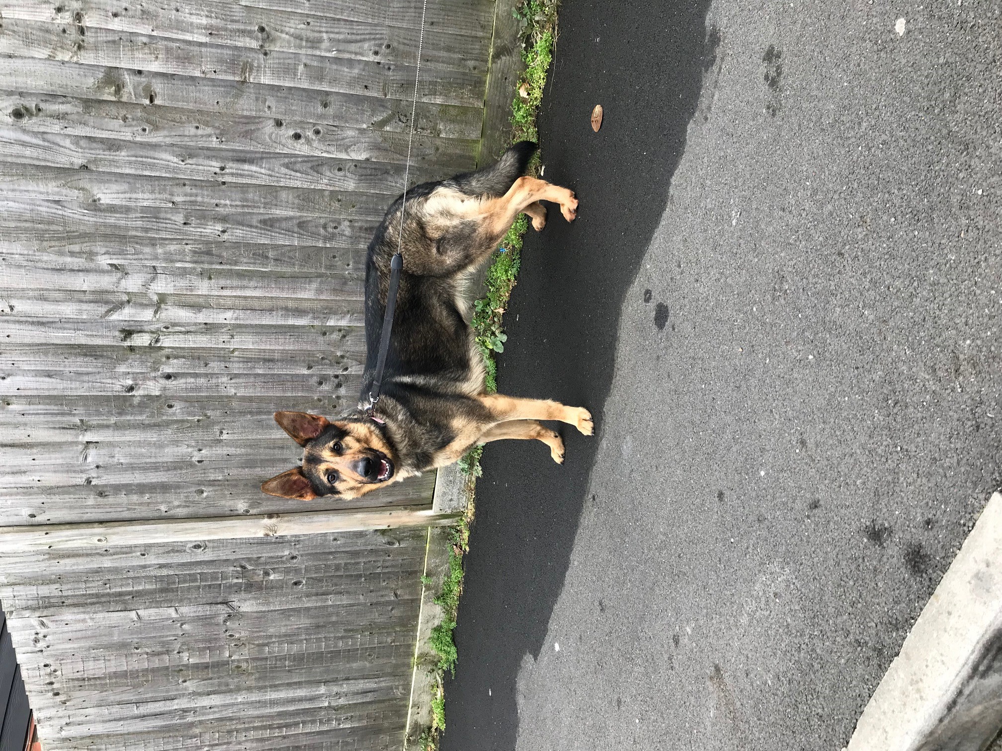 URGENT! German Shepherd Dog Roxy in Kent @ GERMAN SHEPHERD DOG RESCUE ...
