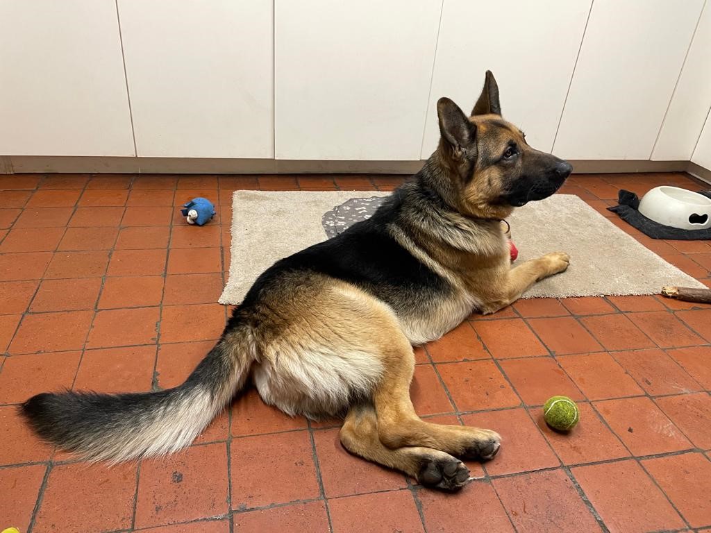URGENT! German Shepherd Dog Chase in Surrey @ GERMAN SHEPHERD DOG ...