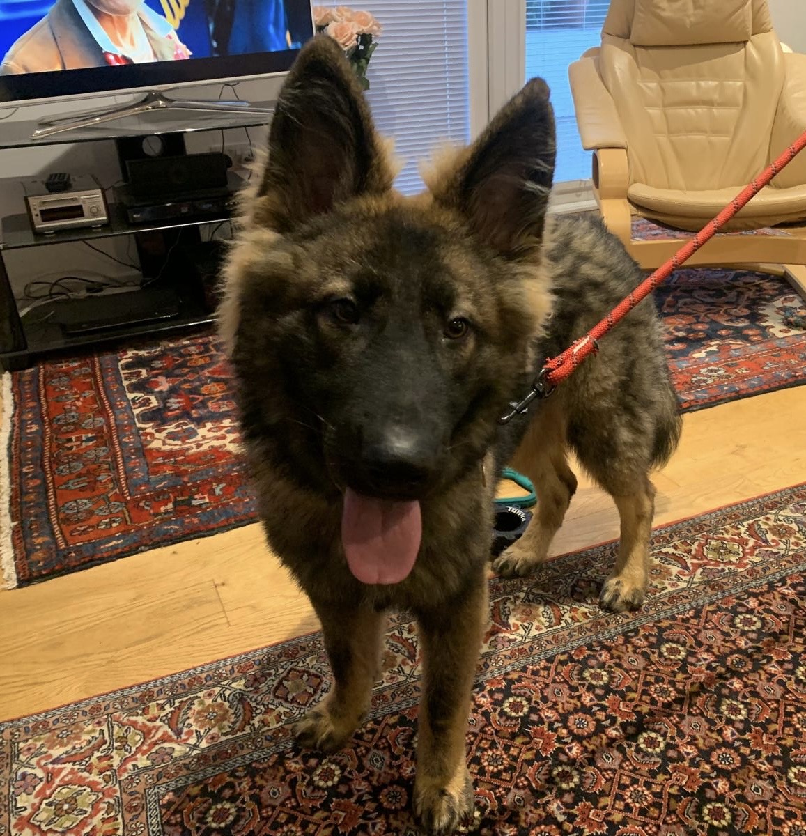 Rex - North York’s