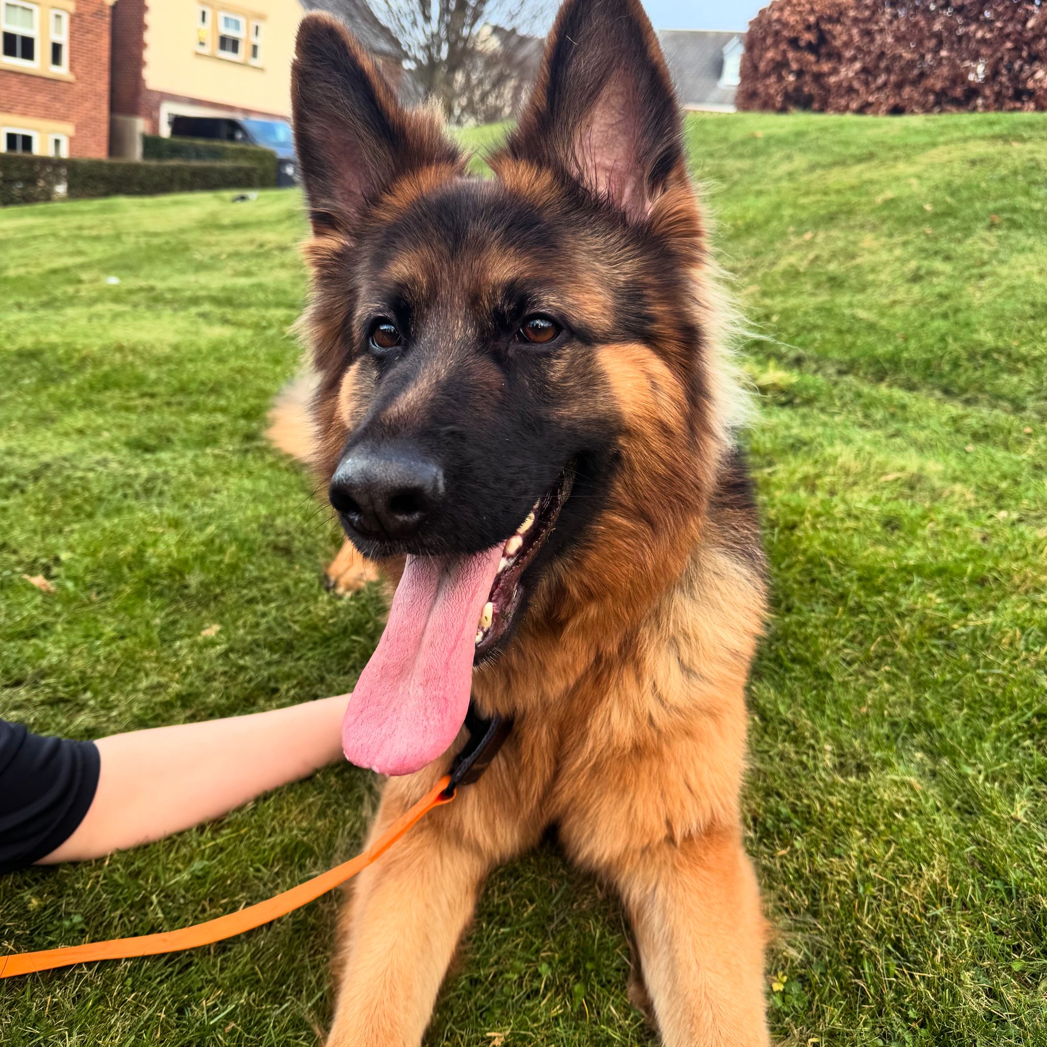 Callie - West Yorks