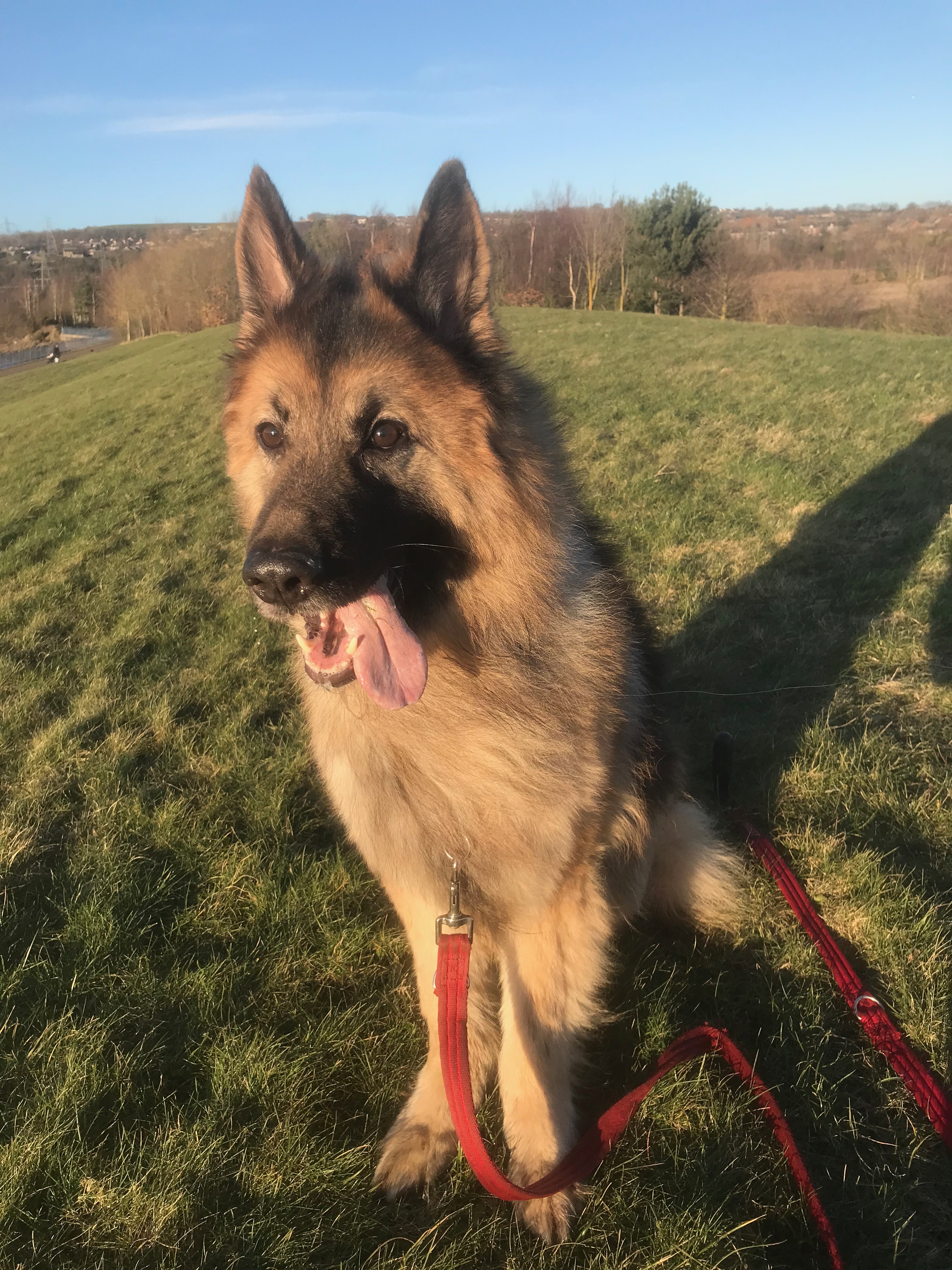 Dog Kennels County Durham Dog Kennels County Durham