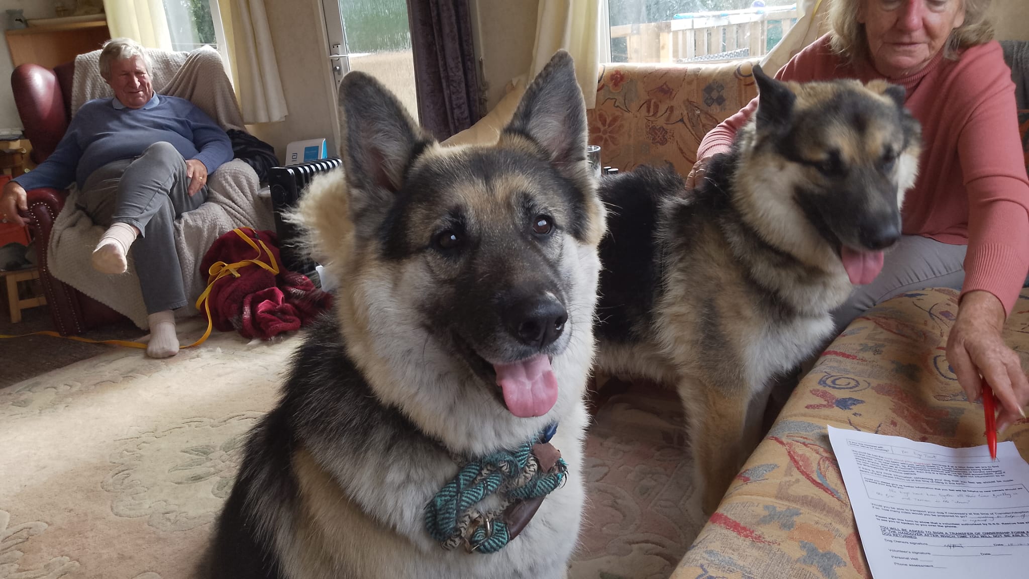 Bentley and Tarran, a 6 years old male German Shepherd available for adoption from German Shepherd Dog Rescue in South East