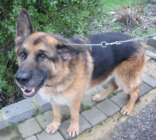 bert the gsd in kennels for nearly a year