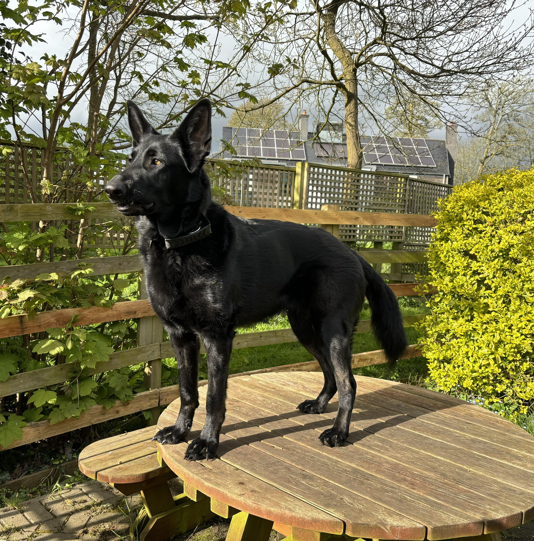 Laado, a 5 years old female German Shepherd available for adoption from German Shepherd Dog Rescue in East Of England