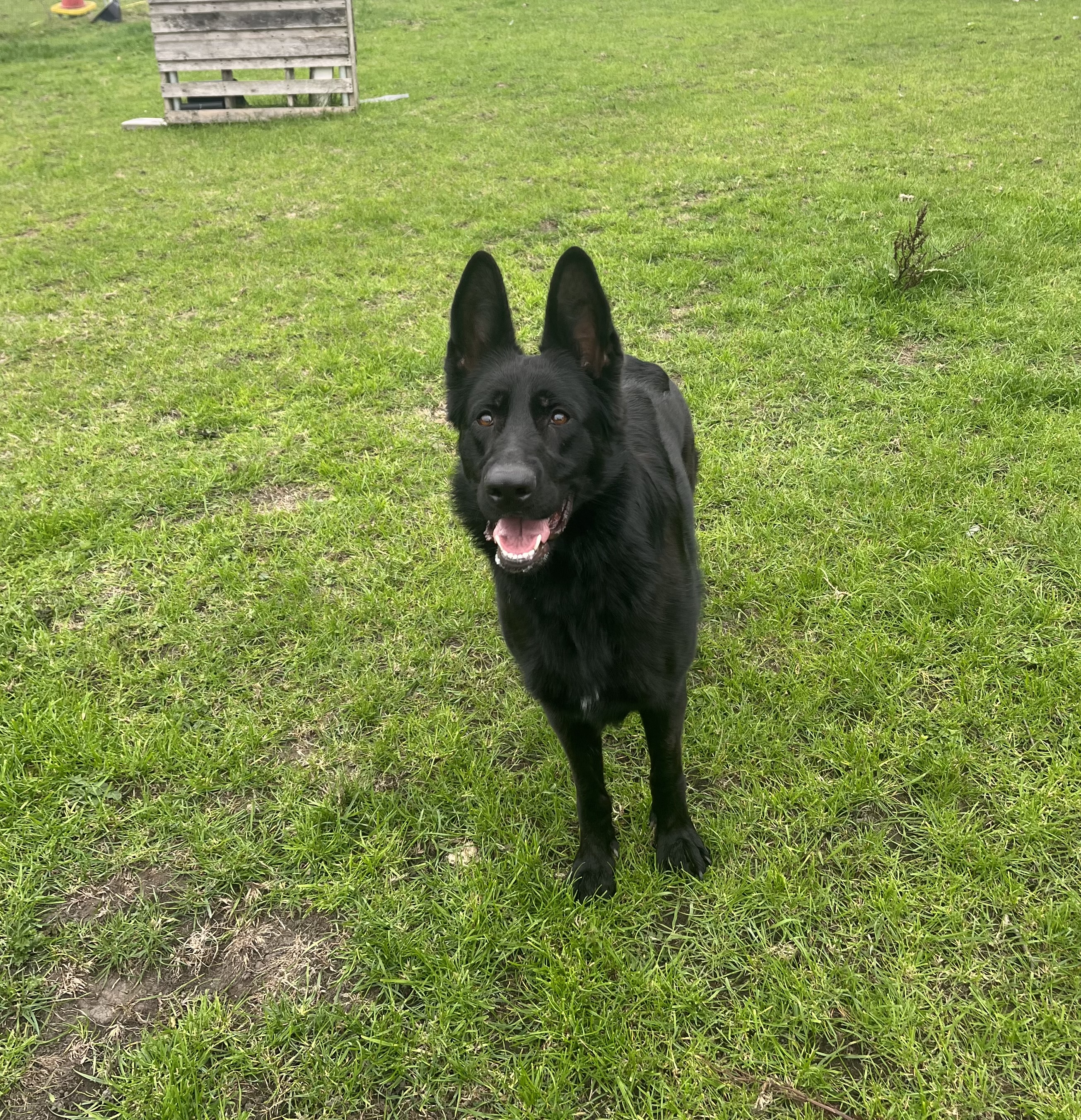 Dixie - West Yorks