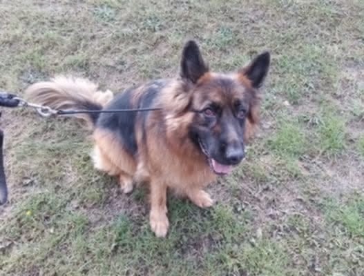 Vincent - South Yorks