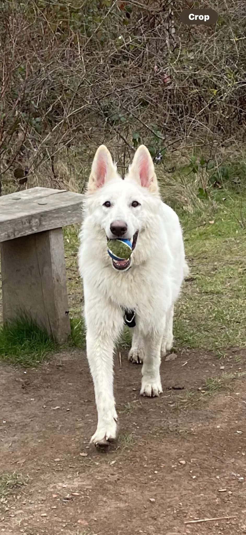 Jasmine - West Yorks
