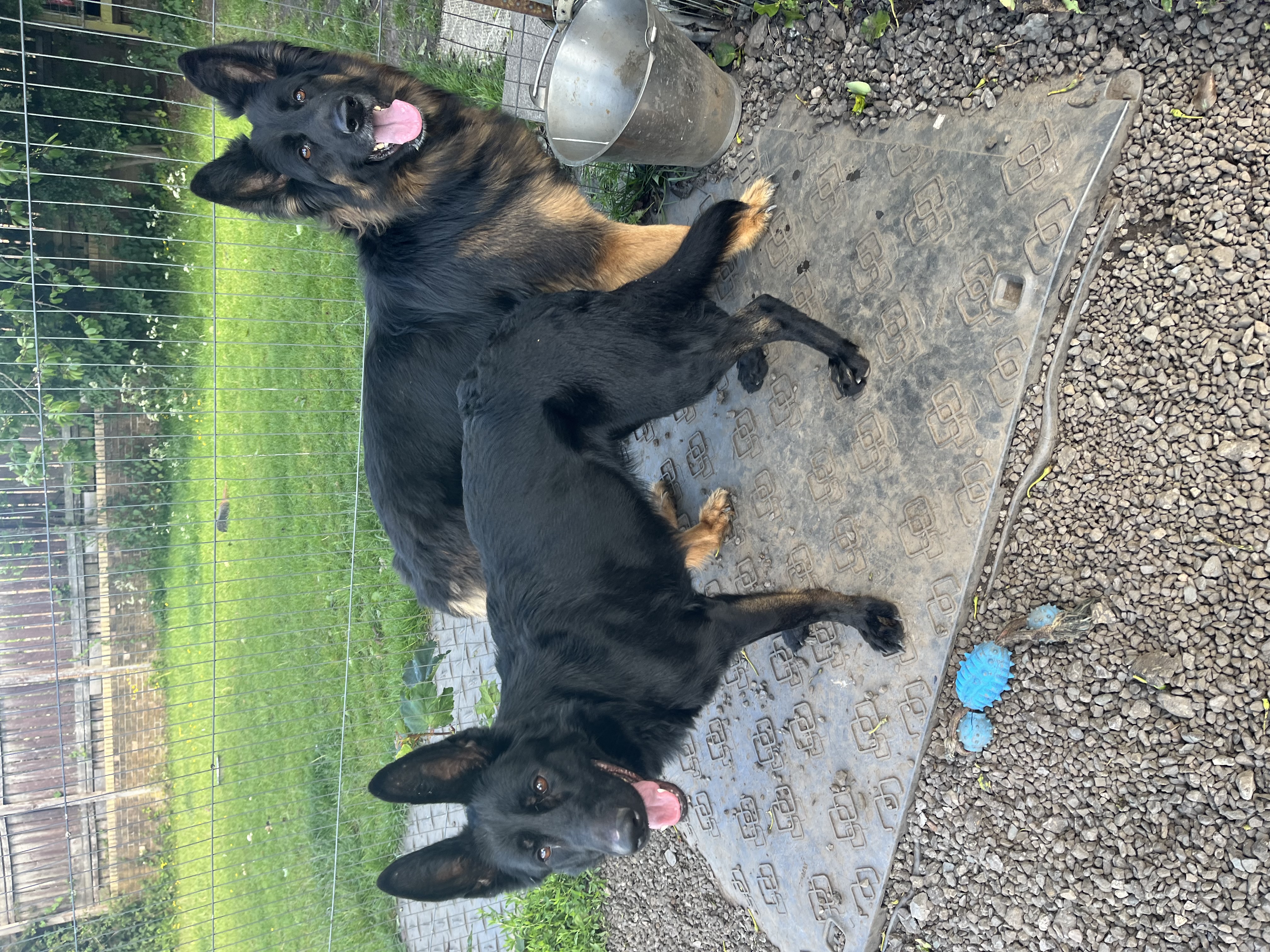 Dixie & Maddie