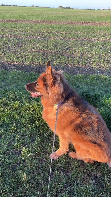 Mischa- Cambridgeshire