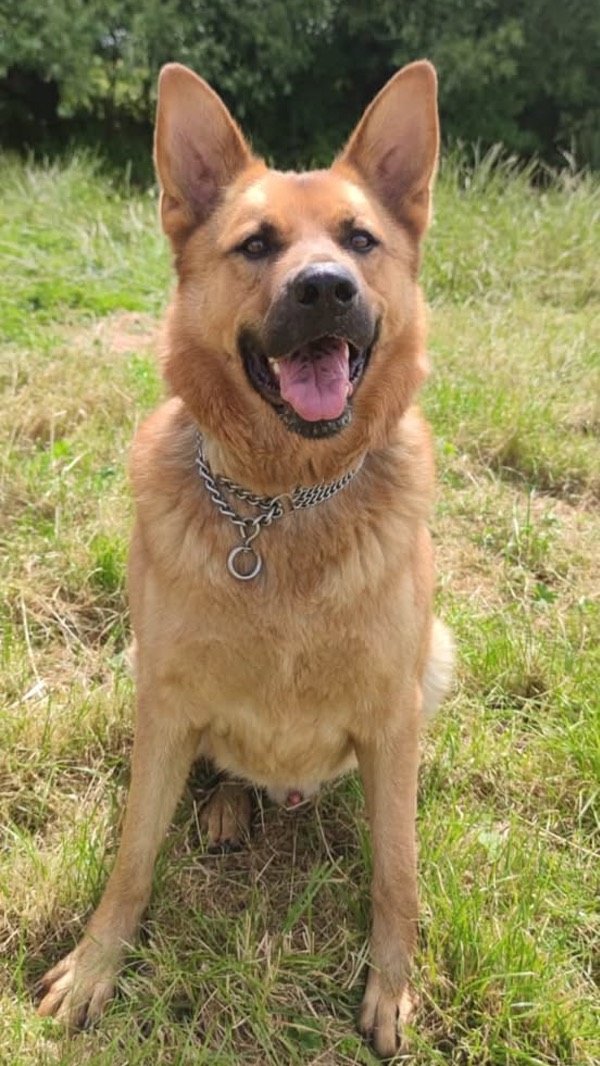 Rocco, a 7 years old male German Shepherd available for adoption from German Shepherd Dog Rescue in South West
