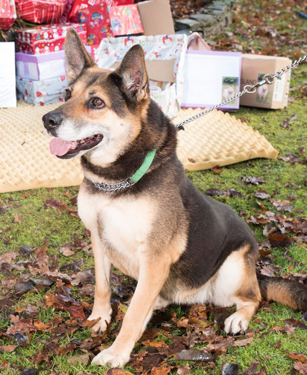 Tosca the GSD would like to be adopted this christmas