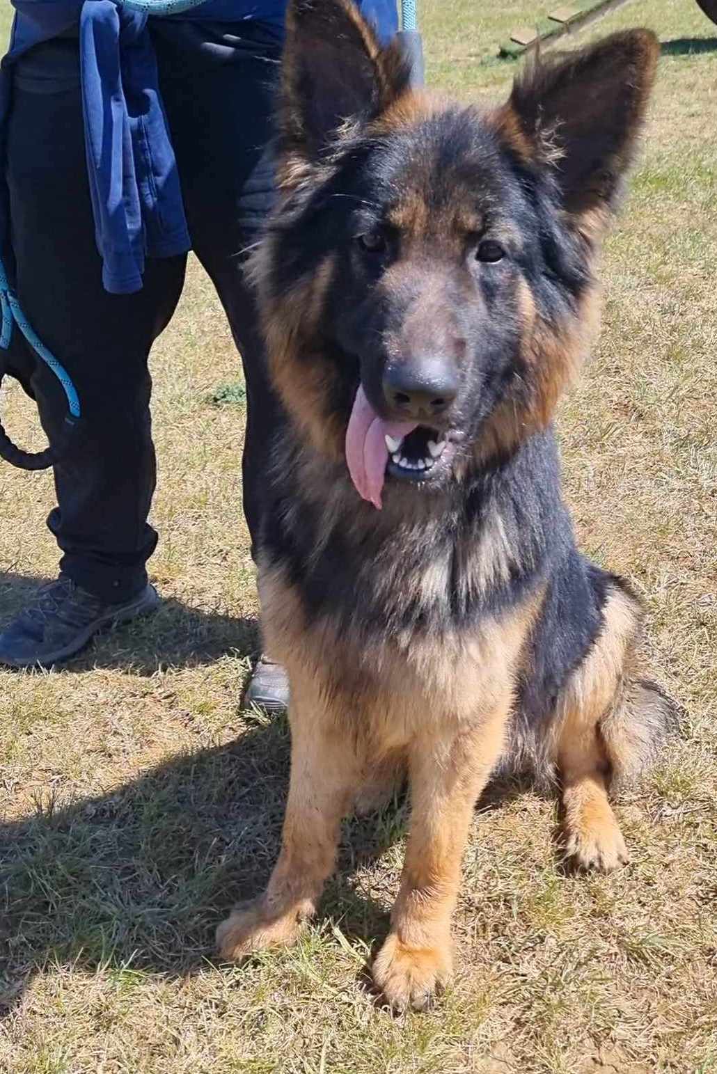 Wolfie-Sleaford
