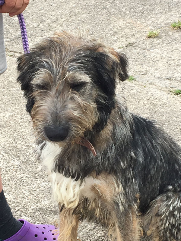 cute hairy gsd cross alfie