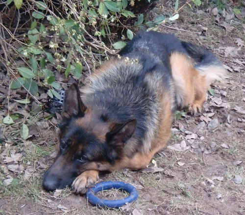 Alfie gsd with rubber ring