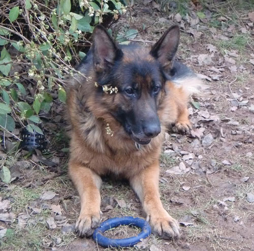 alfie with his rubber ring