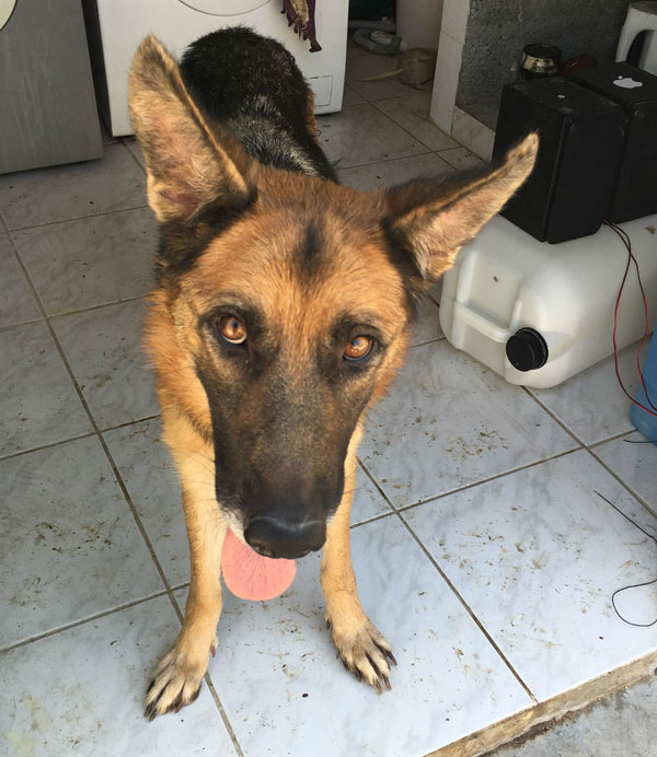 Lovely gsd girl who needs a lovely home where she will be a faithful companion for life