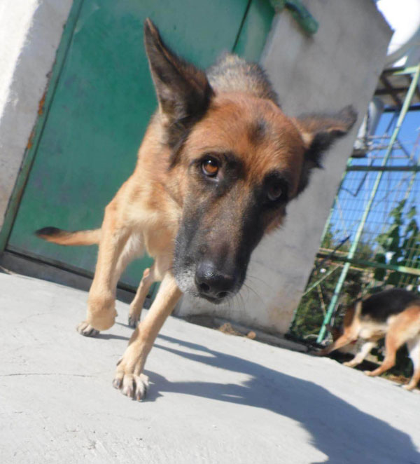 beautiful alma the gsd that was dumped
