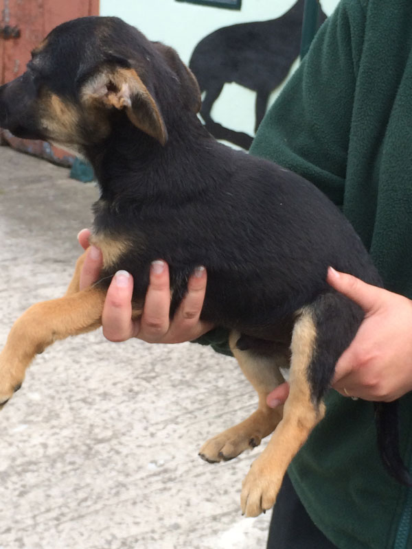 Alvin tiny little gsd puppy needing a home