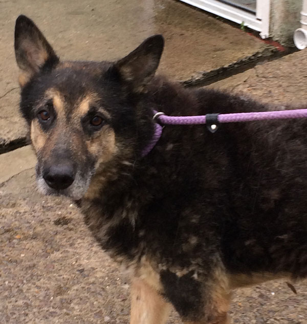 very scared older rescued german shepherd dog