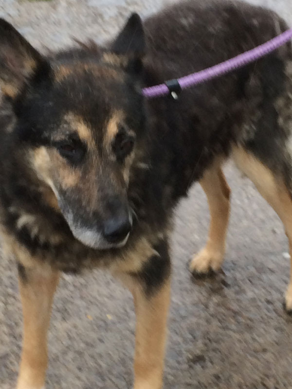 Amigo the rescue german shepherd looks so dejected