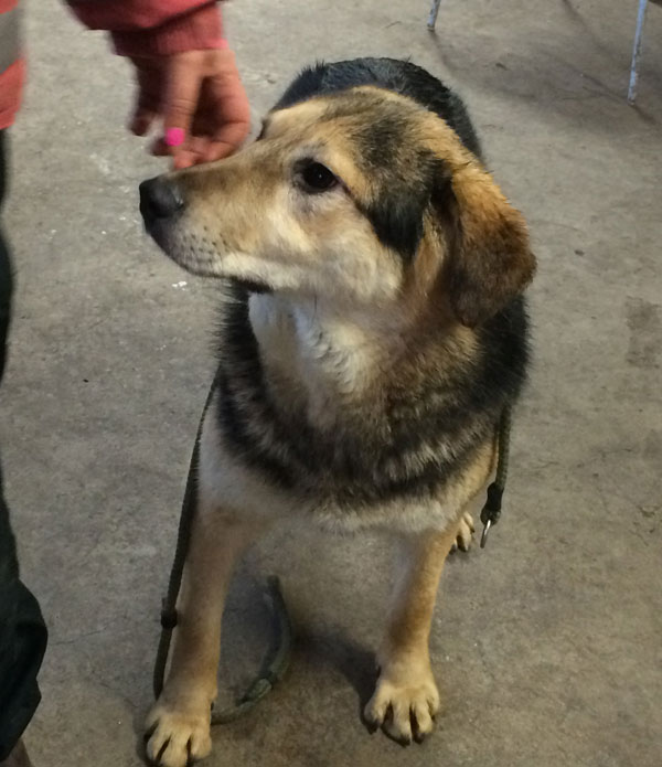 amish gsd cross that desperately needs a kind loving home